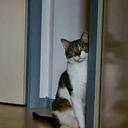Shax participe au concours pour gagner de l'argent avec cette photo : cat, curious, indoor, peeking, wall, doorframe, floor, tabby, white_fur, brown_fur, sitting, pet, animal, whiskers, ears, tail, quiet, shadow, home, feline