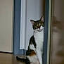 cat, curious, indoor, peeking, wall, doorframe, floor, tabby, white_fur, brown_fur, sitting, pet, animal, whiskers, ears, tail, quiet, shadow, home, feline