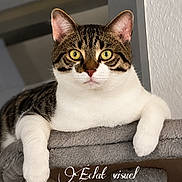 Shax a rejoint le concours — aidez-le/la à gagner de superbes lots ! animal, cat, cat_tree, close_up, cute, ears, feline, fur, indoor, looking_at_camera, paws, pet, portrait, relaxed, resting, striped_fur, tabby, whiskers, white_fur, yellow_eyes