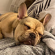 Naïa participe au concours pour gagner de l'argent avec cette photo : dog, french_bulldog, sleeping, blanket, cushion, cozy, indoor, pet, fur, relaxation, snout, ears, closeup, muzzle, comfort, rest, home, animal, cute, nap