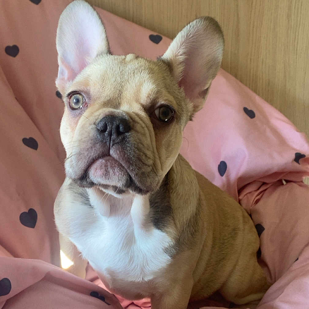Naïa participe au concours pour gagner de l'argent avec cette photo : dog, french_bulldog, puppy, cute, pet, animal, pink_cushion, heart_pattern, cozy, indoors, wooden_background, ears, sitting, looking_at_camera, adorable, fur, snout, small_dog, companion, domestic_animal