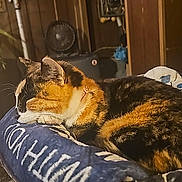 Keon is registered to the contest to win money with this photo: blanket, calico_cat, cat, cozy, domestic_animal, drawer, ear, fan, fur, furniture, home, indoor, pet_bed, plant, resting, sleeping, table, tail, whiskers, wooden_cabinet