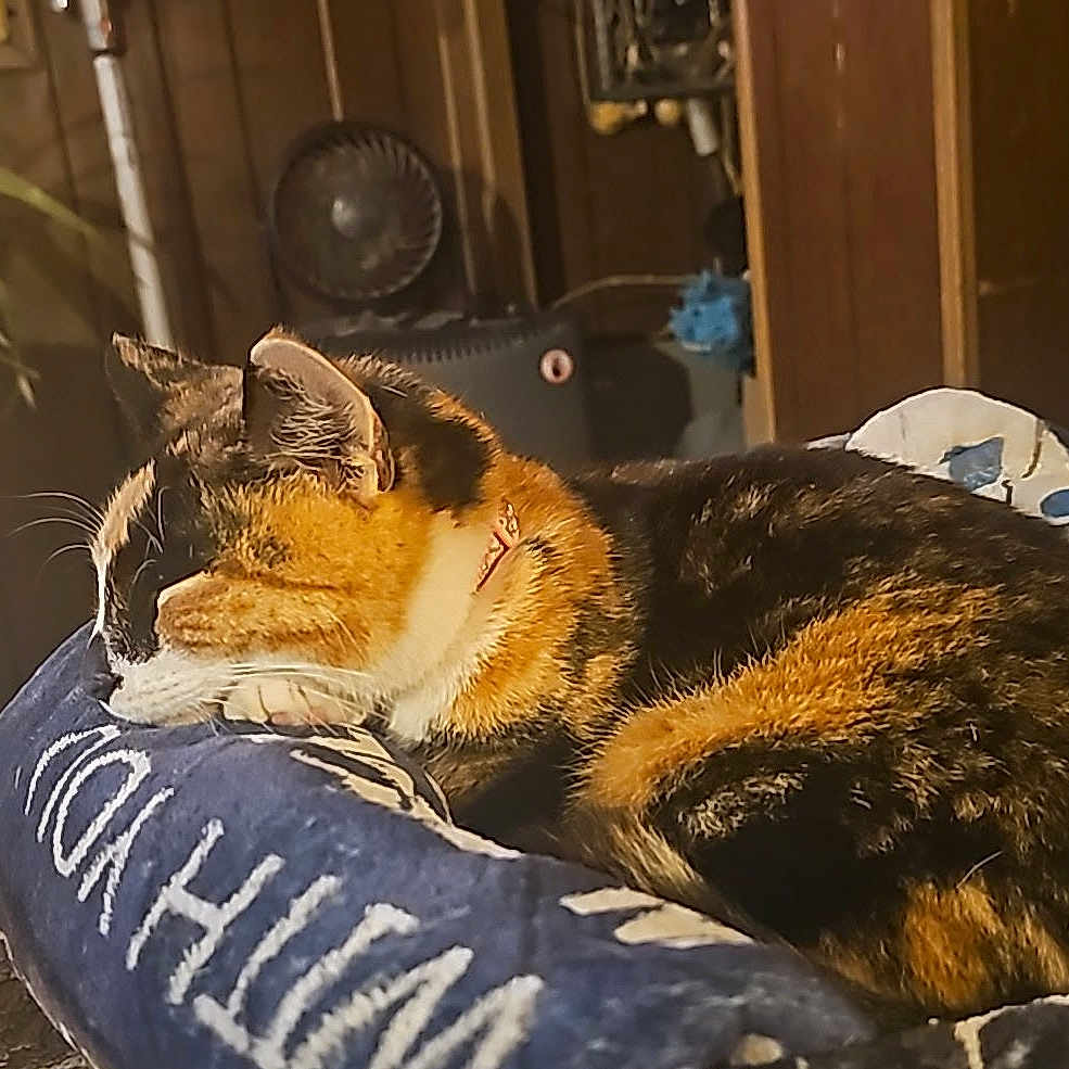 Keon is registered to the contest to win money with this photo: blanket, calico_cat, cat, cozy, domestic_animal, drawer, ear, fan, fur, furniture, home, indoor, pet_bed, plant, resting, sleeping, table, tail, whiskers, wooden_cabinet