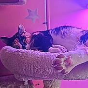 Keon joined the competition — help win amazing prizes! cat, calico_cat, cat_tree, pet, indoor, relaxed, fur, paw, perch, pet_furniture, purple_lighting, wall_decoration, star, cozy, animal, mammal, resting, cute, home, feline