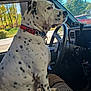 dog, white_dog, black_spots, collar, car_interior, steering_wheel, vehicle_seat, window, trees, daylight, outdoor_view, seatbelt, dashboard, pet, animal, side_view, sitting, looking_out_window, sunny_day, parked_car