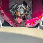 Zara is registered to the contest to win money with this photo: adorable, animal, black_and_tan, car_interior, cozy, cute, dog, fluffy, happy, indoor, pet, pet_bed, pink, playful, puppy, small_dog, sunlight, tongue_out, toy, young_dog