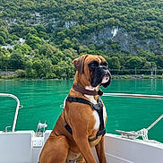 Gladiator a rejoint le concours — aidez-le/la à gagner de superbes lots ! dog, boxer, boat, water, lake, harness, outdoor, nature, greenery, mountain, scenic, pet, animal, canine, travel, vacation, summer, adventure, relaxation, landscape