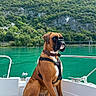 dog, boxer, boat, water, lake, harness, outdoor, nature, greenery, mountain, scenic, pet, animal, canine, travel, vacation, summer, adventure, relaxation, landscape