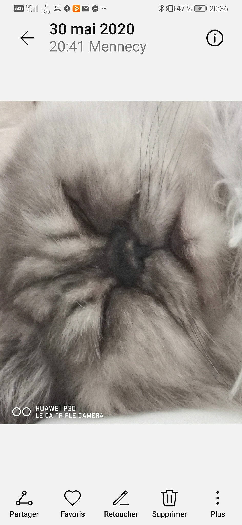 Atchoum a rejoint le concours — aidez-le/la à gagner de superbes lots ! canidae, carnivore, cat, close_up, comfort, companion_dog, dog_breed, fawn, felidae, font, fur, nap, paw, photo_caption, small_to_medium_sized_cats, snout, terrestrial_animal, whiskers, wildlife, wrinkle