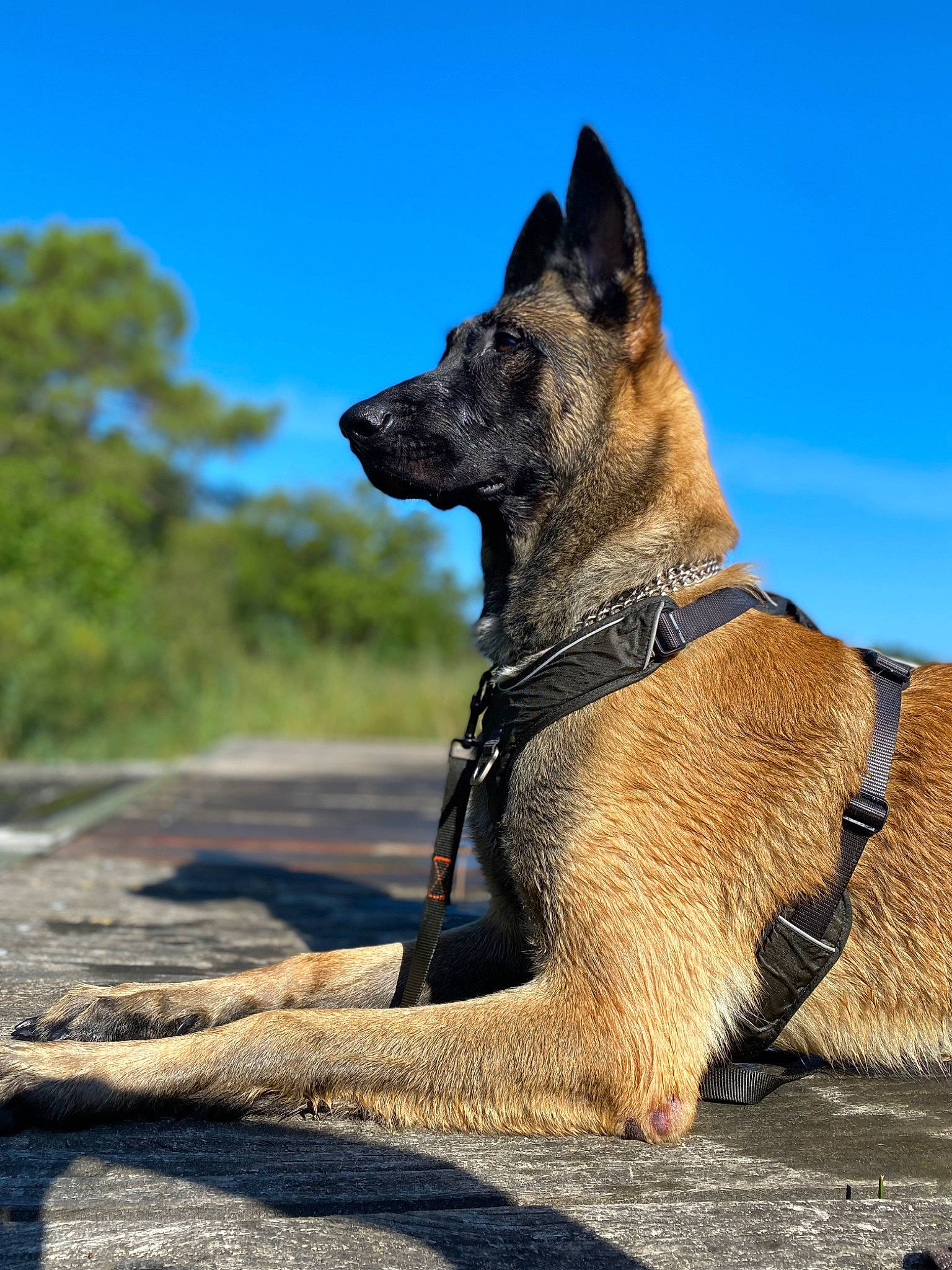 Tarik a rejoint le concours — aidez-le/la à gagner de superbes lots ! canidae, carnivore, collar, companion_dog, dog, dog_breed, dog_collar, dog_supply, dogo_sardesco, fawn, leash, pet_supply, plant, road_surface, sky, snout, sporting_group, tail, tree, working_animal