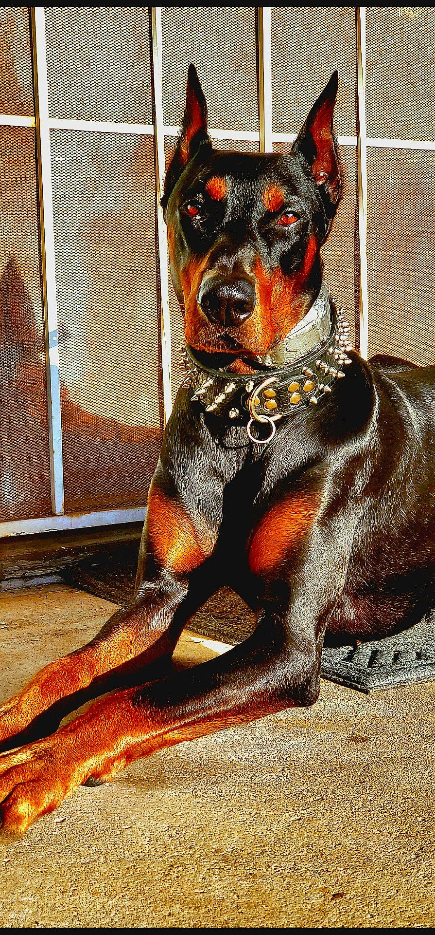 Sir Onyx is registered to the contest to win money with this photo: accessories, animal, appenzeller, boxer, bulldog, canine, collar, dog, door, greatdane, halter, hound, leash, pet, pointer, policedog, puppy, snout, strap, terrier