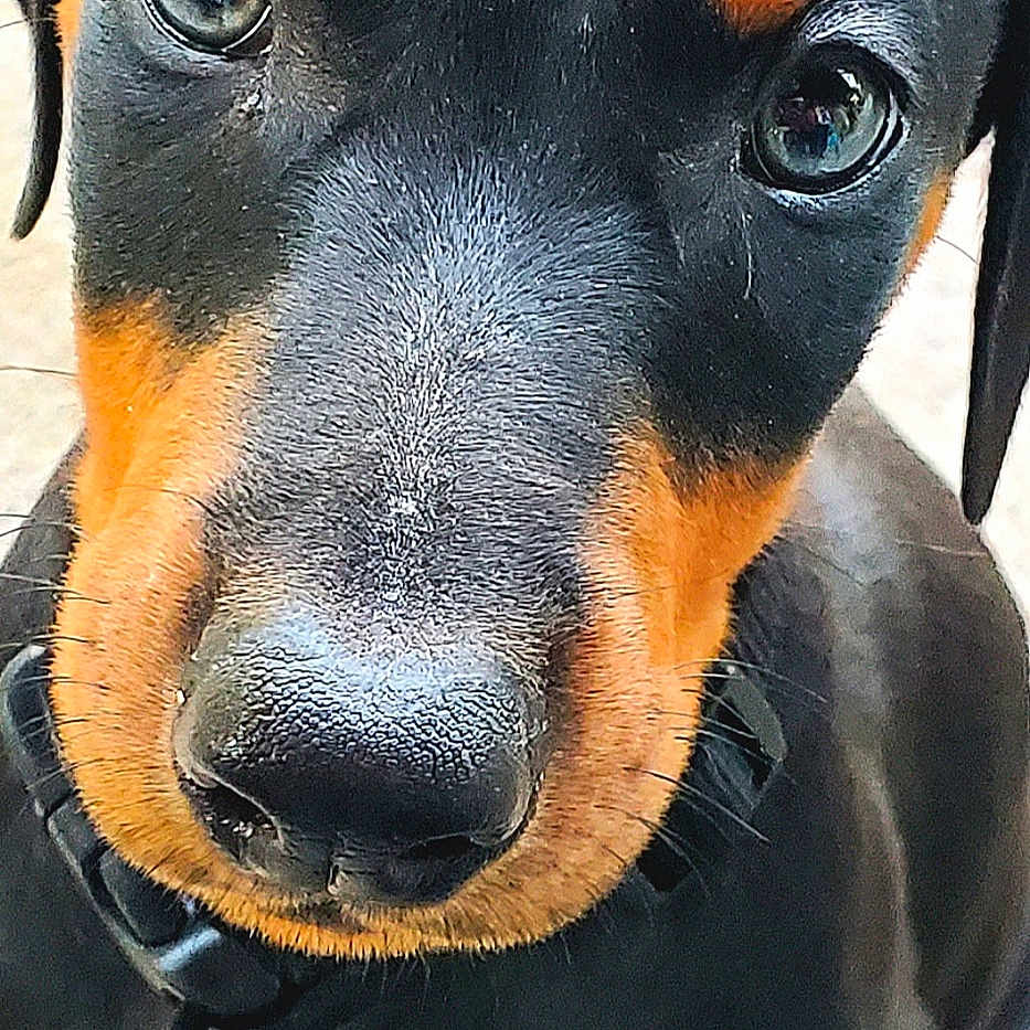 Sir Onyx is registered to the contest to win money with this photo: accessories, animal, appenzeller, beagle, bear, boxer, bulldog, canine, collar, dog, hound, labradorretriever, leash, pet, pointer, puppy, snout, strap, terrier, whitedog