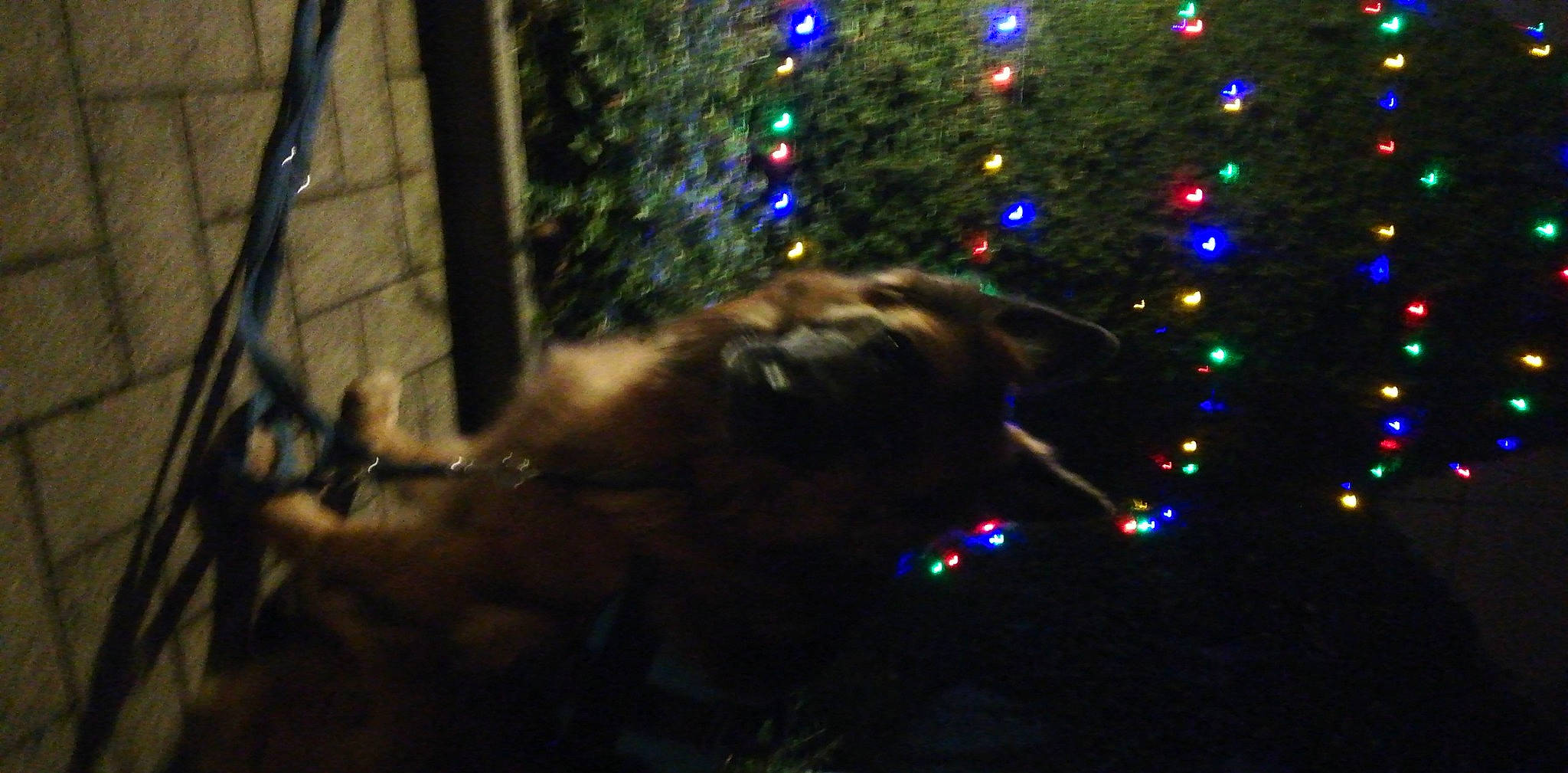 Largo participe au concours pour gagner de l'argent avec cette photo : christmas, christmas_decoration, christmas_ornament, christmas_tree, conifer, darkness, electric_blue, event, fawn, felidae, holiday, holiday_ornament, interior_design, midnight, organism, ornament, small_to_medium_sized_cats, tail, tradition, wood