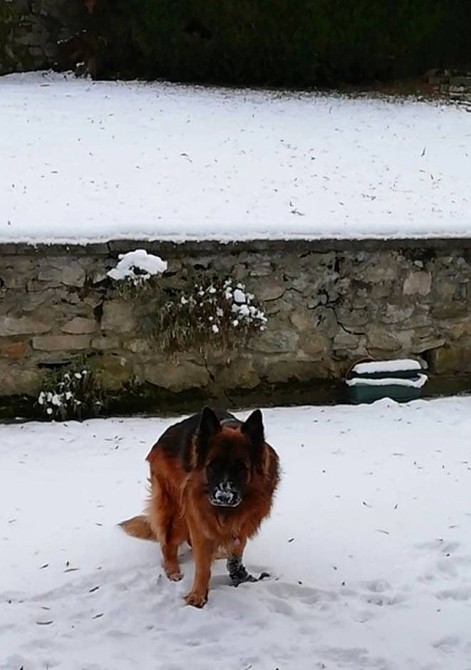 Largo a rejoint le concours — aidez-le/la à gagner de superbes lots ! brown, carnivore, companion_dog, dog, dog_breed, fawn, felidae, freezing, fur, grass, irish_terrier, liver, snout, snow, sporting_group, tail, terrestrial_animal, winter, wood, working_animal