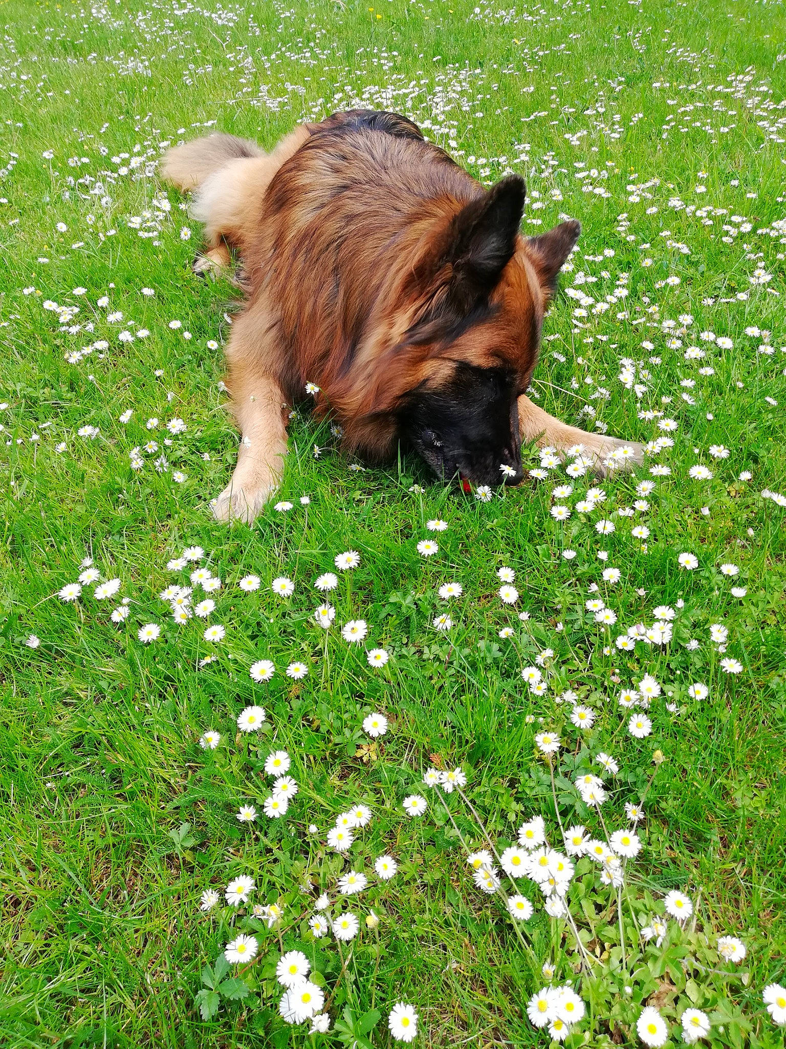 Largo participe au concours pour gagner de l'argent avec cette photo : camomile, carnivore, companion_dog, dog, dog_breed, flower, flowering_plant, grass, grassland, green, groundcover, lawn, liver, meadow, pasture, people_in_nature, petal, plant, tail, working_animal