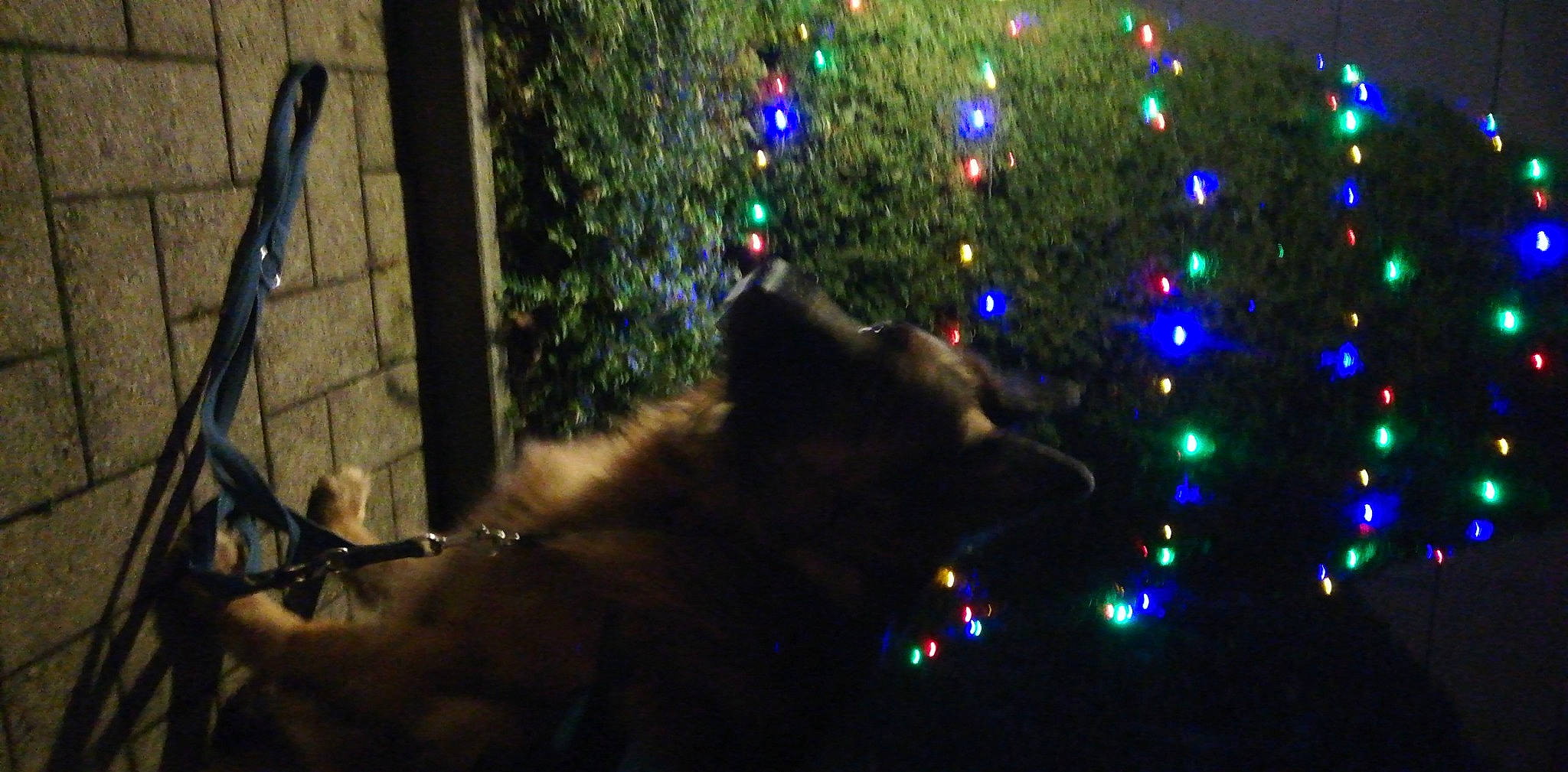 Largo a rejoint le concours — aidez-le/la à gagner de superbes lots ! carnivore, cat, christmas_decoration, christmas_ornament, christmas_tree, darkness, electric_blue, event, evergreen, fawn, felidae, midnight, ornament, plant, small_to_medium_sized_cats, tail, tree, whiskers, window, woody_plant