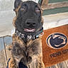 Kovex joined the competition — help win amazing prizes! dog, brindle_coat, collar, pets, outdoor, wooden_porch, doormat, penn_state, smiling_dog, canine, playful, close_up, looking_up, front_paws, person, animal, happy, pet_collar, home, door
