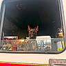 Kovex joined the competition — help win amazing prizes! dog, vehicle, window, glass, fire_truck, equipment, alert, animal, inside, reflection, transport, pet, working_dog, brown, black, ears, face, collar, daylight, urban
