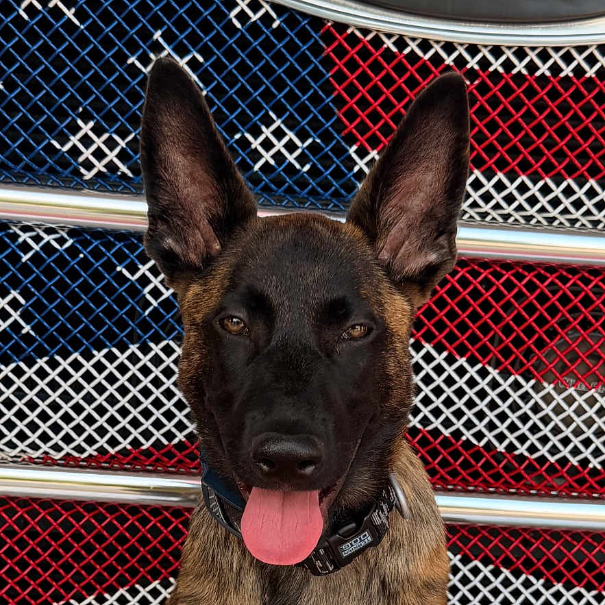 Kovex joined the competition — help win amazing prizes! dog, canine, pet, animal, fire_truck, grill, patriotic, american_flag, red, blue, white, metal, tongue_out, sitting, alert, collar, outdoor, vehicle, closeup, portrait