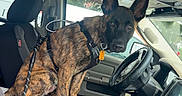 Kovex is registered to the contest to win money with this photo: dog, brindle_coat, car_interior, center_console, leash, harness, seat, steering_wheel, dashboard, window, seatbelt, keys, cup_holder, alert, pet, vehicle, indoor, sitting, animal, canine