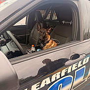 Kovex joined the competition — help win amazing prizes! dog, police_car, vehicle, window, seat, interior, reflection, collar, animal, alert, law_enforcement, outdoor, daylight, door, steering_wheel, urban, parked, side_view, black_dog, brown_dog