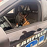 dog, police_car, vehicle, window, seat, interior, reflection, collar, animal, alert, law_enforcement, outdoor, daylight, door, steering_wheel, urban, parked, side_view, black_dog, brown_dog