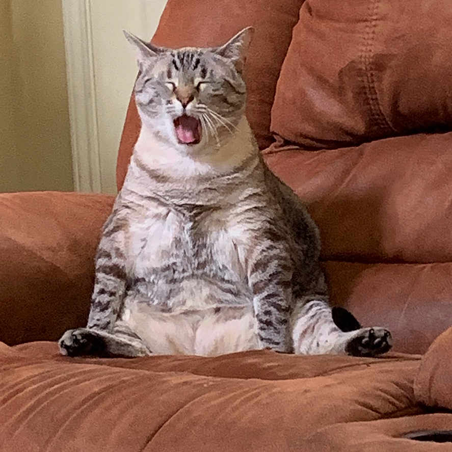 Precious joined the competition — help win amazing prizes! animal, brown_couch, cat, comfy, cozy, cute, domestic_animal, feline, fur, home, indoor, pet, plush, relaxed, resting, sitting, striped, tabby, whiskers, yawning