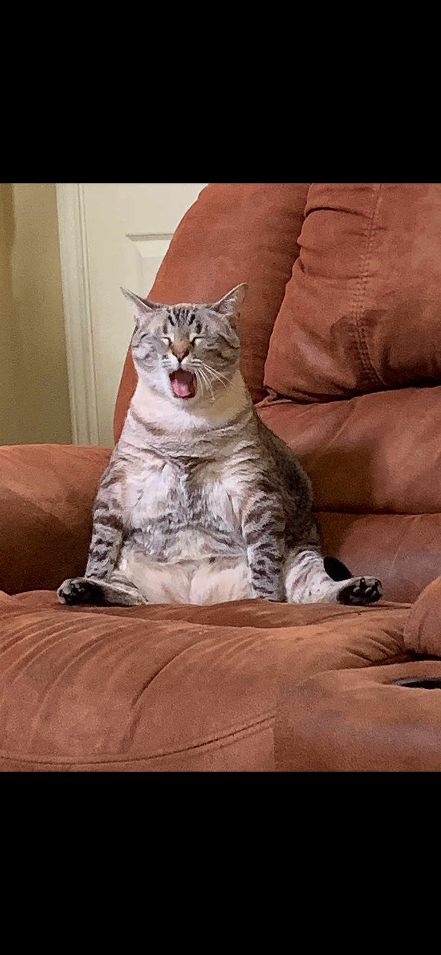 Precious joined the competition — help win amazing prizes! cat, feline, pet, indoor, brown_couch, relaxed, yawning, striped, tabby, sitting, plush, cozy, fur, whiskers, domestic_animal, cute, home, animal, resting, comfy