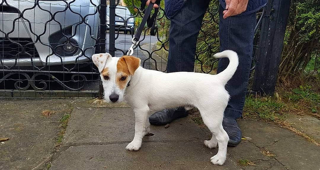 Mesrine participe au concours pour gagner de l'argent avec cette photo : canidae, car, carnivore, collar, companion_dog, dog, dog_breed, dog_supply, fawn, fence, irishjacks, plant, snout, sporting_group, tail, terrier, tire, vehicle, walking, wheel