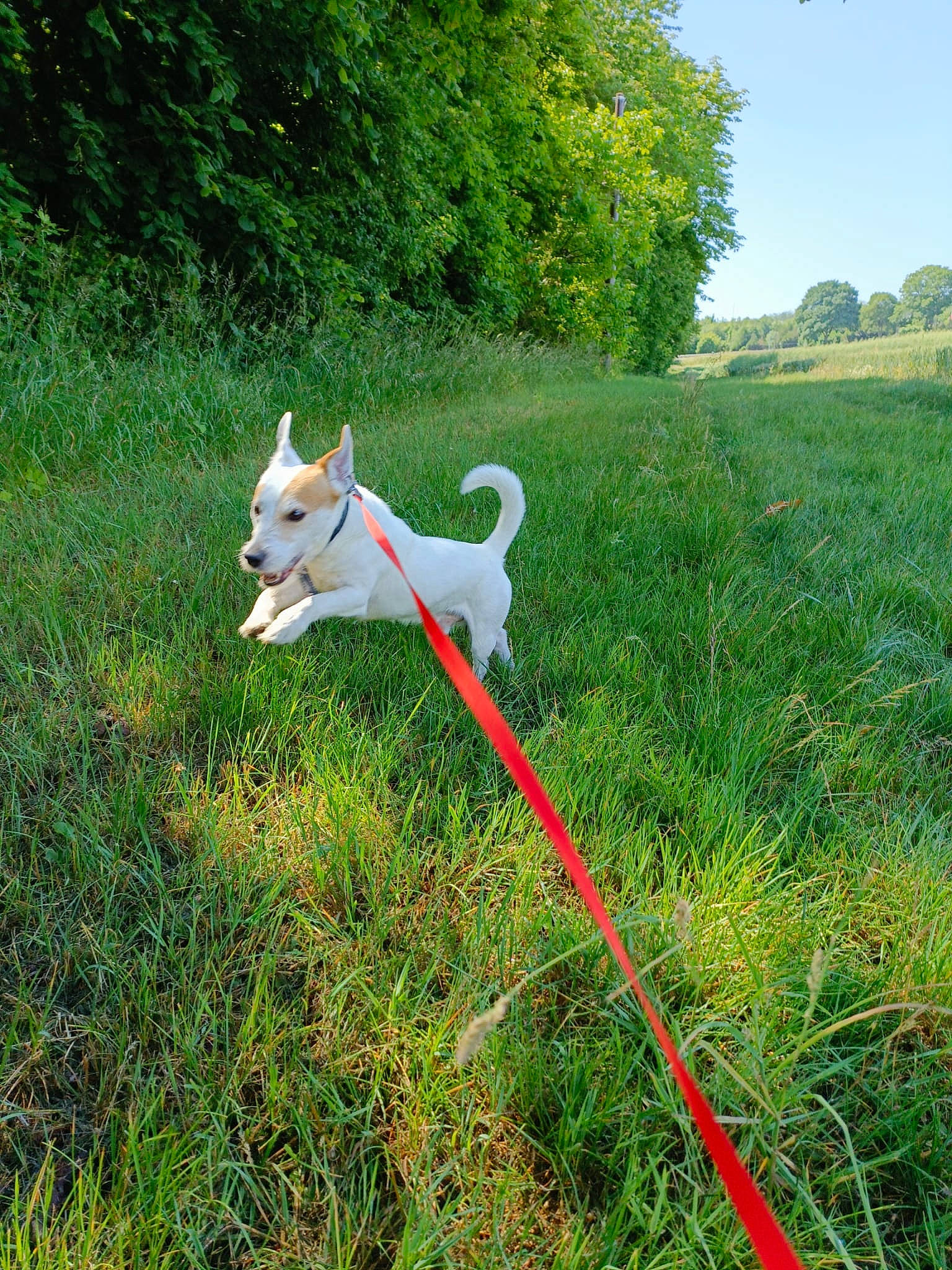 Mesrine a rejoint le concours — aidez-le/la à gagner de superbes lots ! carnivore, companion_dog, dog, dog_breed, fawn, grass, grassland, lawn, meadow, natural_landscape, pasture, people_in_nature, pet_supply, plant, shrub, sky, sporting_group, tail, tree, working_animal