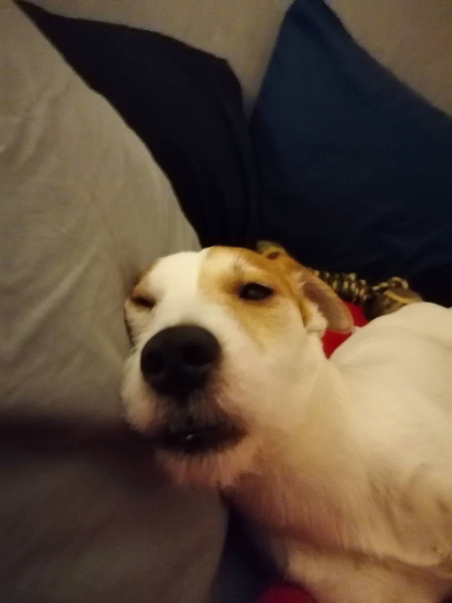 Mesrine a rejoint le concours — aidez-le/la à gagner de superbes lots ! canidae, carnivore, cloud, comfort, companion_dog, dog, dog_breed, ear, fawn, fur, happy, linens, paw, puppy_love, retriever, selfie, snout, sporting_group, whiskers, working_animal