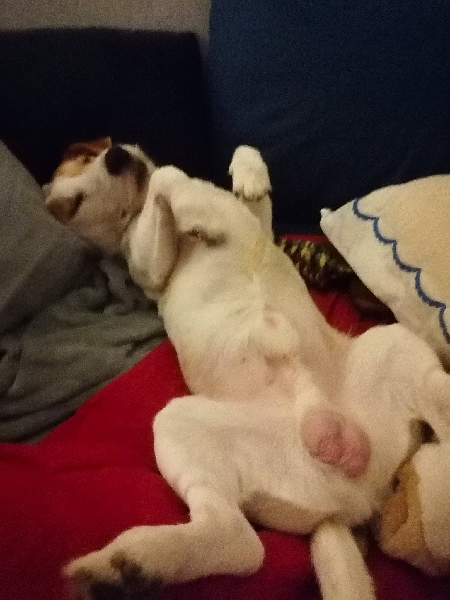 Mesrine participe au concours pour gagner de l'argent avec cette photo : carnivore, cloud, comfort, companion_dog, dog, dog_breed, fawn, felidae, linens, mammal, paw, puppy_love, small_to_medium_sized_cats, snout, sporting_group, tail, toy_dog, vertebrate, whiskers, working_animal