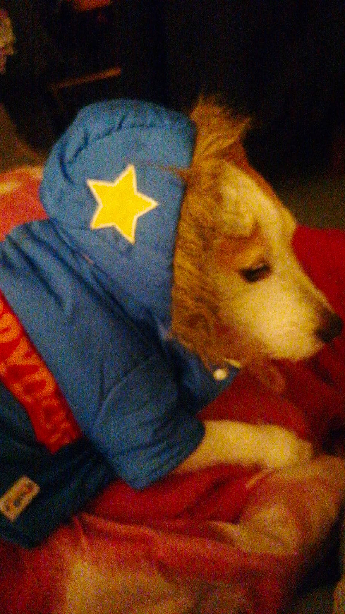 Mesrine participe au concours pour gagner de l'argent avec cette photo : canidae, cap, carmine, carnivore, companion_dog, costume_hat, dog, dog_breed, dog_clothes, electric_blue, fashion_accessory, fictional_character, fur, hat, paw, personal_protective_equipment, plush, stuffed_toy, tail, working_animal