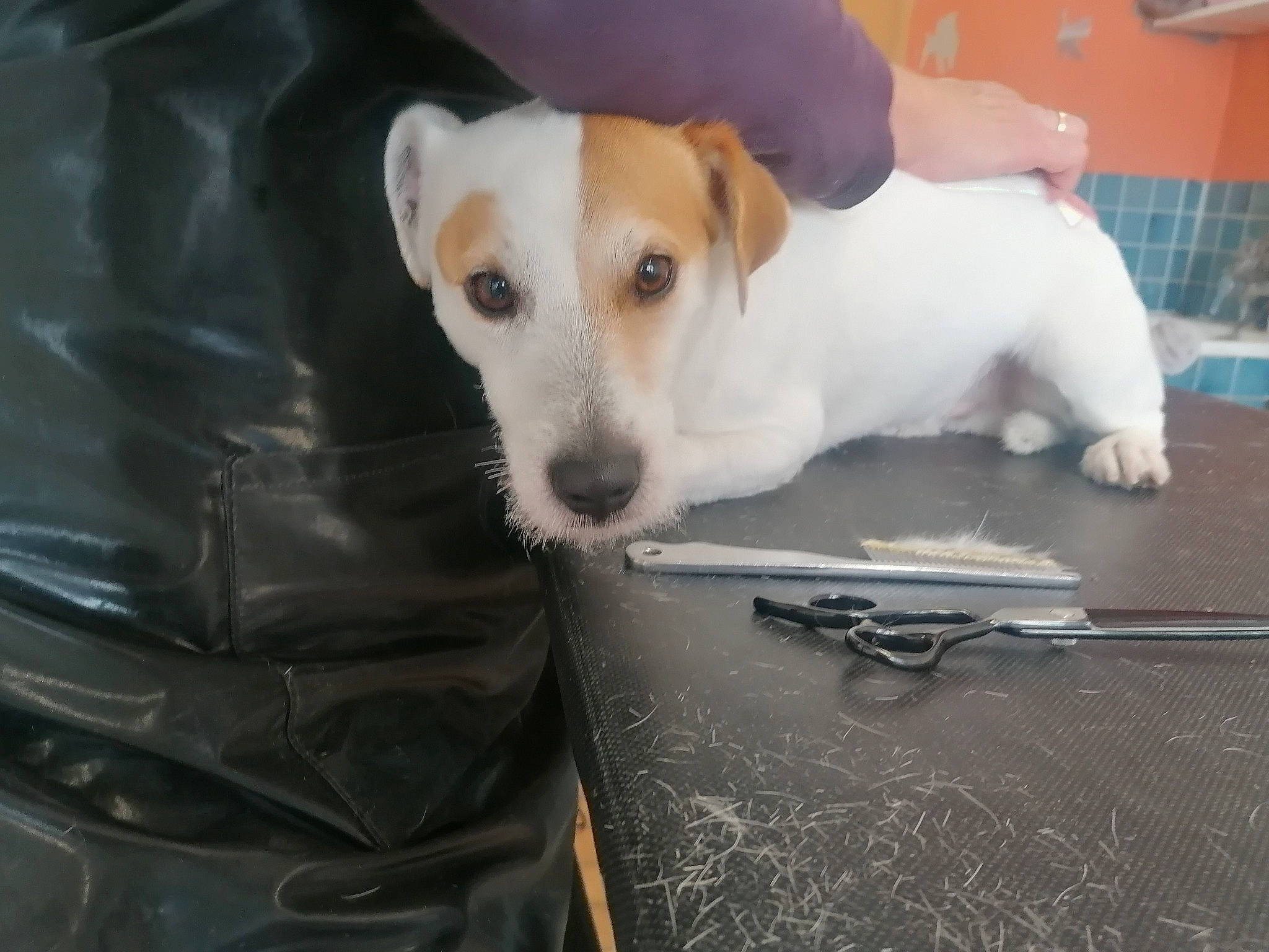 Mesrine a rejoint le concours — aidez-le/la à gagner de superbes lots ! canidae, carnivore, collar, comfort, companion_dog, dog, dog_breed, fawn, flooring, fur, irishjacks, non_sporting_group, paw, pet_supply, snout, sporting_group, whiskers, working_animal