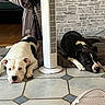 Mayson participe au concours pour gagner de l'argent avec cette photo : dog, white_dog, black_dog, fan, tile_floor, curtains, stone_wall, resting, indoor, pet, animal, relaxed, lying_down, floor, home, domestic, companion, two_dogs, black_and_white, quiet