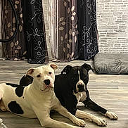 Mayson participe au concours pour gagner de l'argent avec cette photo : dog, pets, indoor, floor, curtains, dog_bed, black_and_white, resting, animal, canine, domestic_animal, two_animals, lying_down, wooden_floor, calm, companions, attention, cute, household, water_bottle