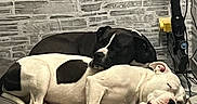 Mayson participe au concours pour gagner de l'argent avec cette photo : dog, sleeping, resting, black_dog, white_dog, indoor, stone_wall, floor, vacuum_cleaner, pet, cozy, pile, relaxing, animal, companion, quiet, cable, napping, domestic, friendship