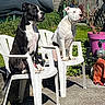 Mayson participe au concours pour gagner de l'argent avec cette photo : dog, black_dog, white_dog, plastic_chair, outdoor, garden, sunlight, greenery, plant_pot, concrete, fence, pet, animal, sitting, two_animals, daylight, grass, shadows, nature, backyard