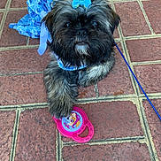 Prissy Juliet joined the competition — help win amazing prizes! dog, puppy, blue_bow, blue_outfit, toy, pink_toy, cartoon_character, paw, tiled_floor, pet, cute, fluffy, small_dog, outdoor, playful, animal, leash, closeup, adorable, looking_up