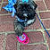 Prissy Juliet