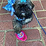 dog, puppy, blue_bow, blue_outfit, toy, pink_toy, cartoon_character, paw, tiled_floor, pet, cute, fluffy, small_dog, outdoor, playful, animal, leash, closeup, adorable, looking_up