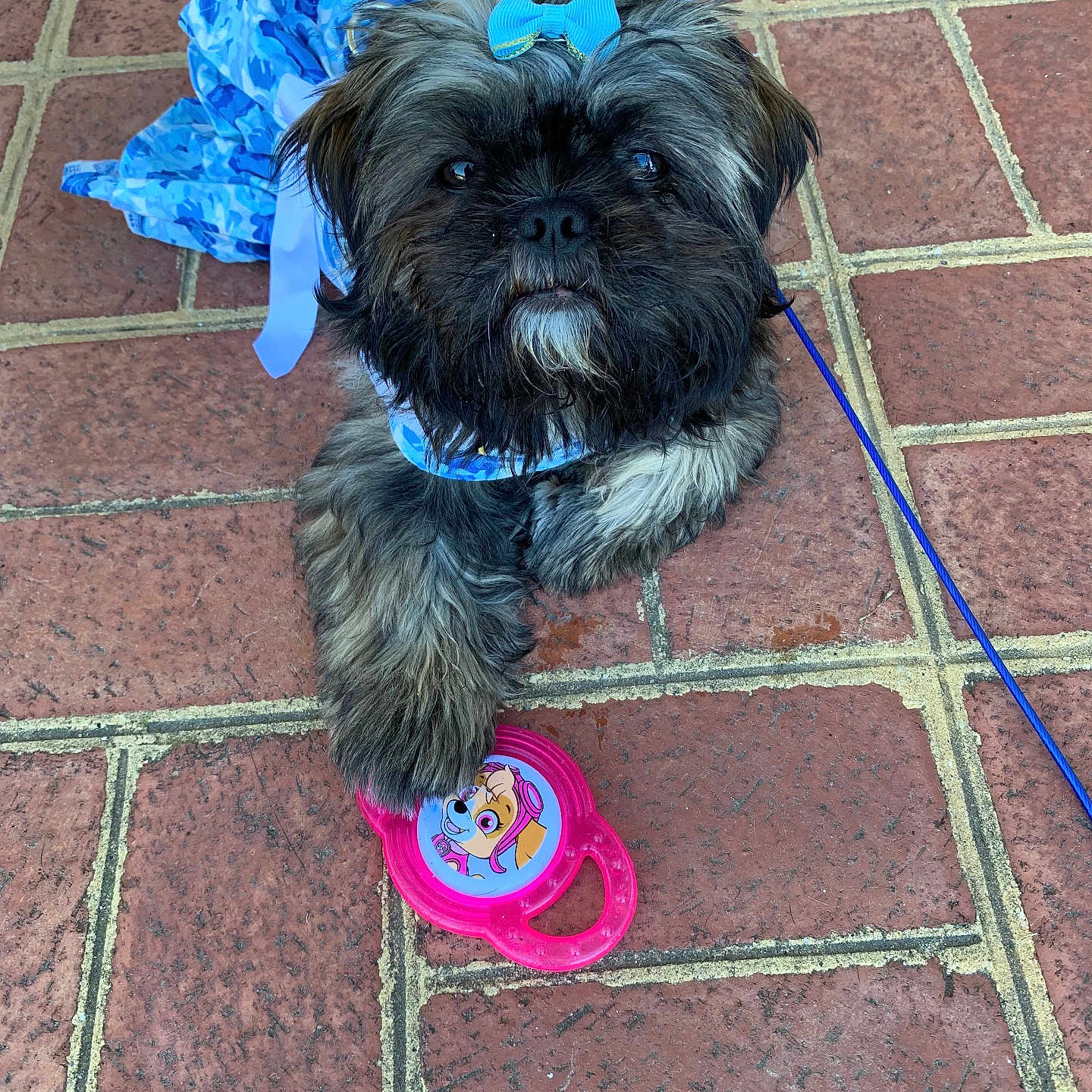 Prissy Juliet joined the competition — help win amazing prizes! adorable, animal, blue_bow, blue_outfit, cartoon_character, closeup, cute, dog, fluffy, leash, looking_up, outdoor, paw, pet, pink_toy, playful, puppy, small_dog, tiled_floor, toy