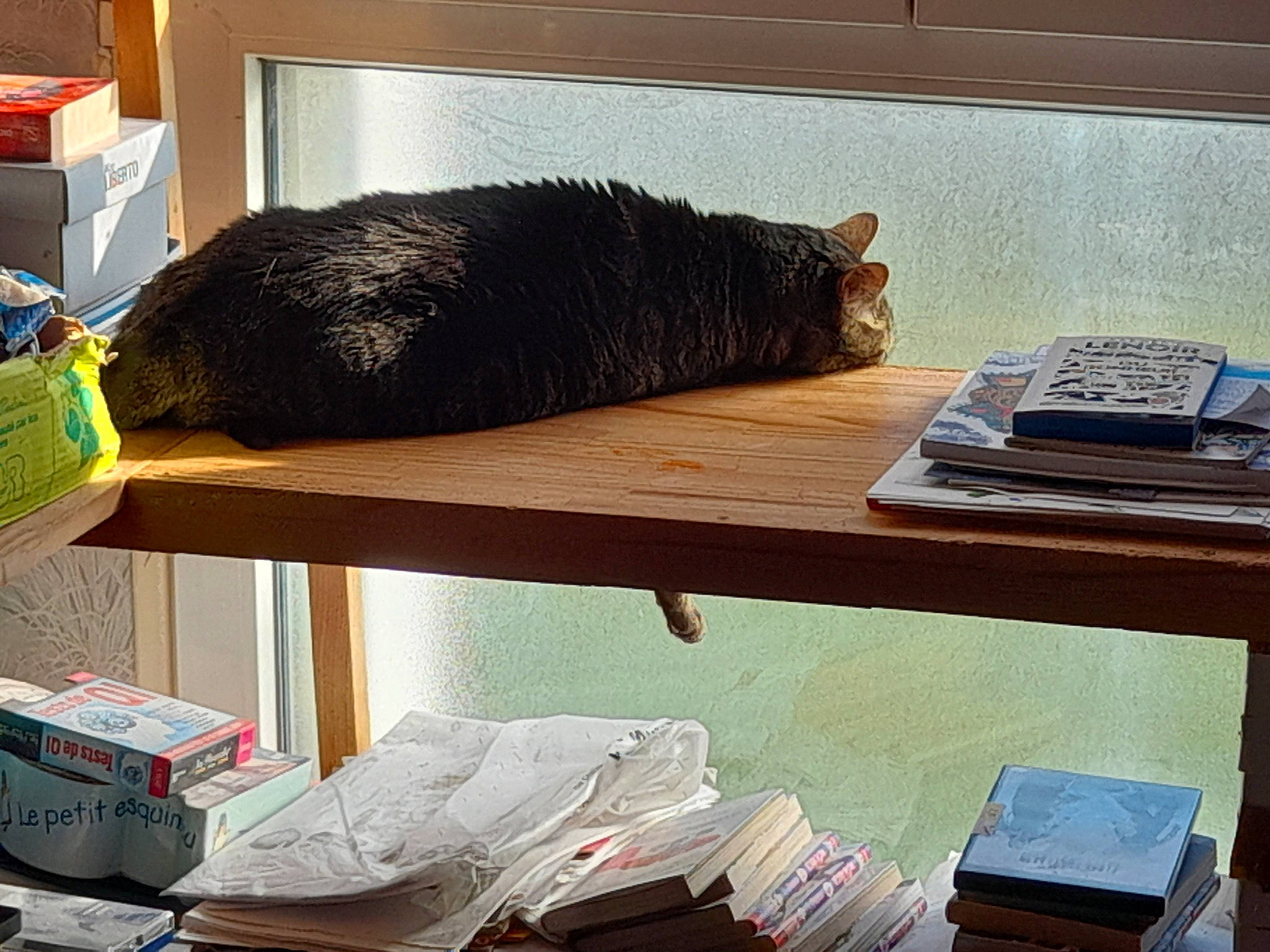 Hibou a rejoint le concours — aidez-le/la à gagner de superbes lots ! book, comfort, desk, felidae, flooring, fur, hardwood, laminate_flooring, linens, metal, nap, publication, room, shelving, small_to_medium_sized_cats, table, tail, textile, whiskers, wood