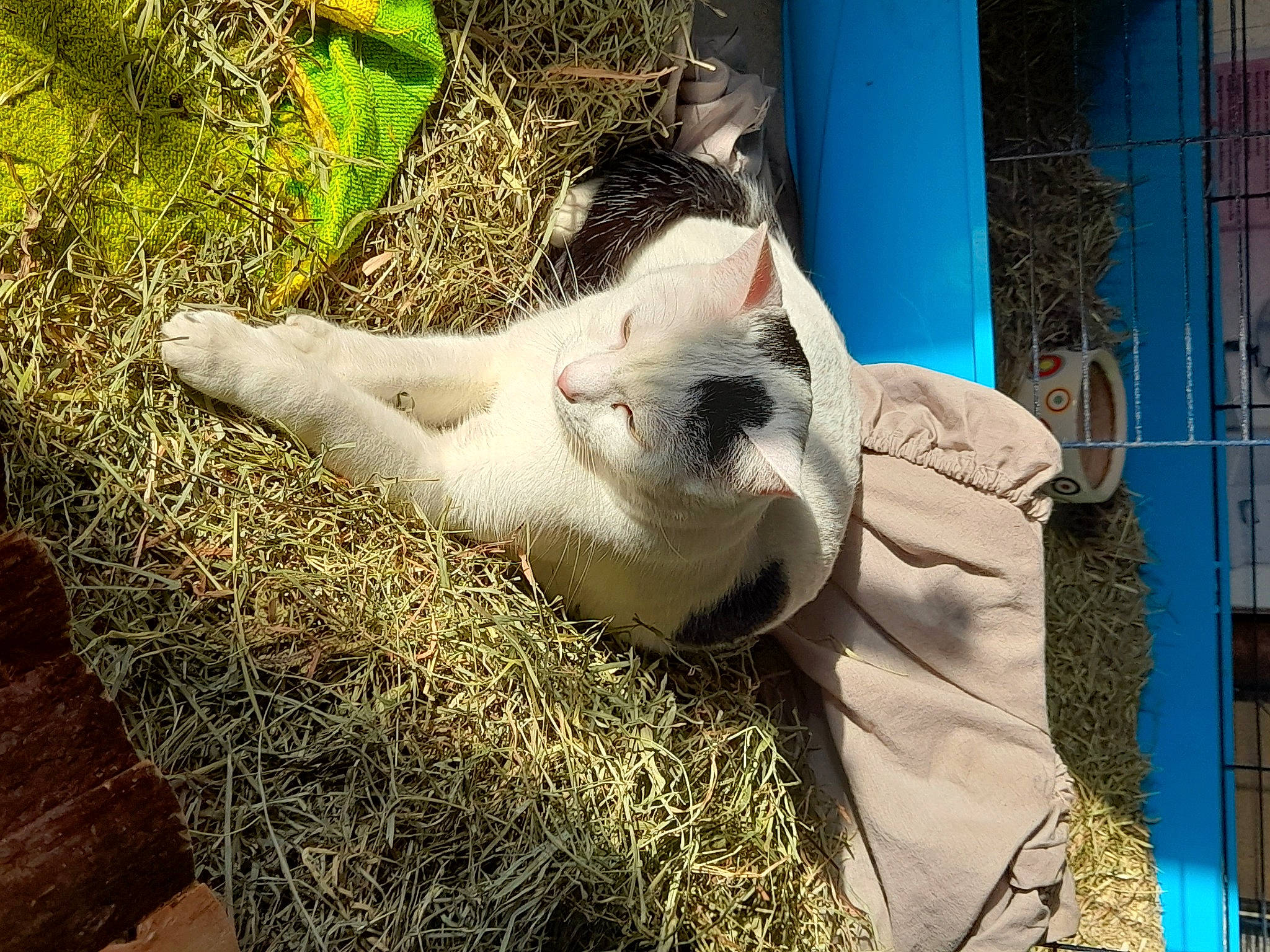 Domino participe au concours pour gagner de l'argent avec cette photo : animal_feed, canidae, companion_dog, dog_breed, fawn, felidae, fur, grass, hay, human_leg, livestock, paw, small_to_medium_sized_cats, snout, sporting_group, straw, tail, terrestrial_animal, whiskers, wildlife