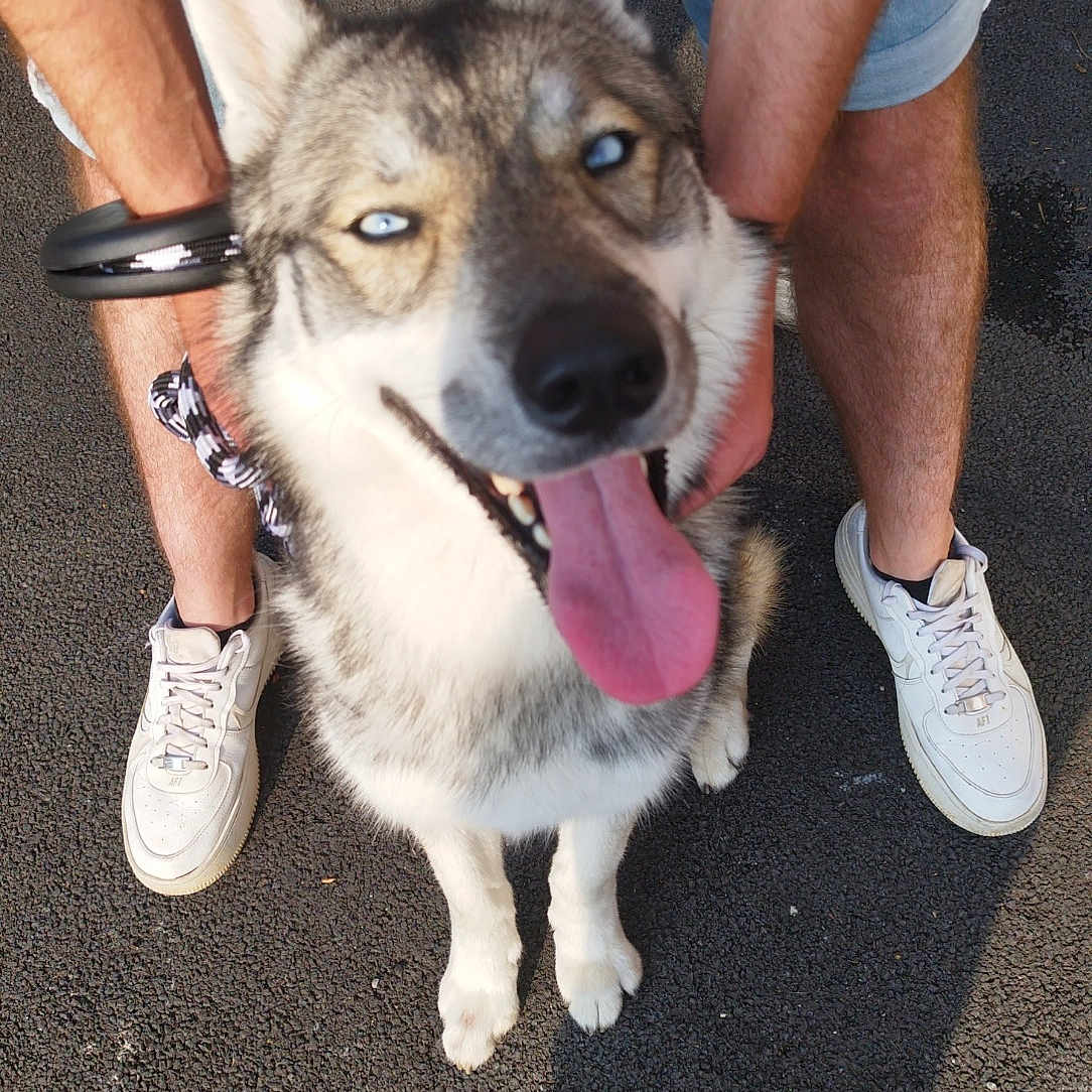 Talko a rejoint le concours — aidez-le/la à gagner de superbes lots ! accessories, adult, animal, canine, clothing, dog, footwear, husky, leash, male, man, person, pet, puppy, runningshoe, sandal, shoe, shorts, sneaker, strap