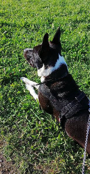 Blue participe au concours pour gagner de l'argent avec cette photo : art, canidae, carnivore, companion_dog, dog, dog_breed, felidae, fur, grass, groundcover, non_sporting_group, plant, snout, sporting_group, tail, terrestrial_animal, tree, whiskers, working_animal, working_dog