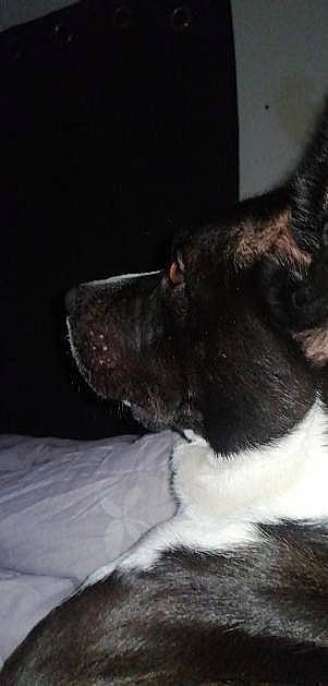 Blue a rejoint le concours — aidez-le/la à gagner de superbes lots ! borador, canidae, carmine, carnivore, collar, companion_dog, darkness, dog, dog_breed, dog_collar, foot, fur, non_sporting_group, paw, sporting_group, tail, terrestrial_animal, whiskers, working_animal, working_dog