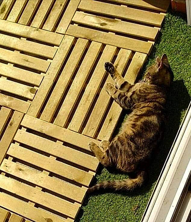 Jumbo participe au concours pour gagner de l'argent avec cette photo : backyard, carnivore, cat, domestic_short_haired_cat, dragon_li, european_shorthair, felidae, grass, green, home, kitten, ocicat, plant, polydactyl_cat, small_to_medium_sized_cats, tabby_cat, tail, whiskers, wood, yellow