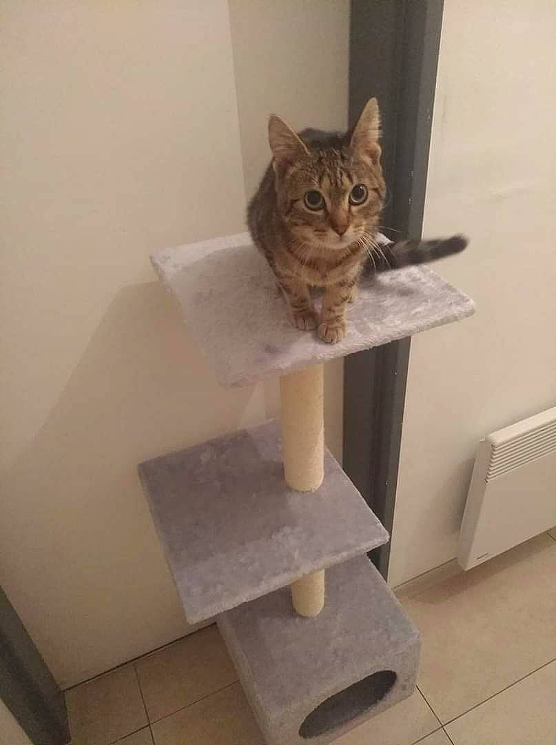 Jumbo a rejoint le concours — aidez-le/la à gagner de superbes lots ! aegean_cat, american_shorthair, carnivore, cat, domestic_short_haired_cat, dragon_li, european_shorthair, felidae, kitten, polydactyl_cat, small_to_medium_sized_cats, tabby_cat, whiskers, wood