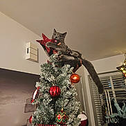 Pao is registered to the contest to win money with this photo: cat, christmas_tree, ornament, red_star, grey_cat, holiday, indoor, decorations, playful, festive, person_holding, furniture, window_blinds, lights, celebration, home, animal, tree_topper, seasonal, funny